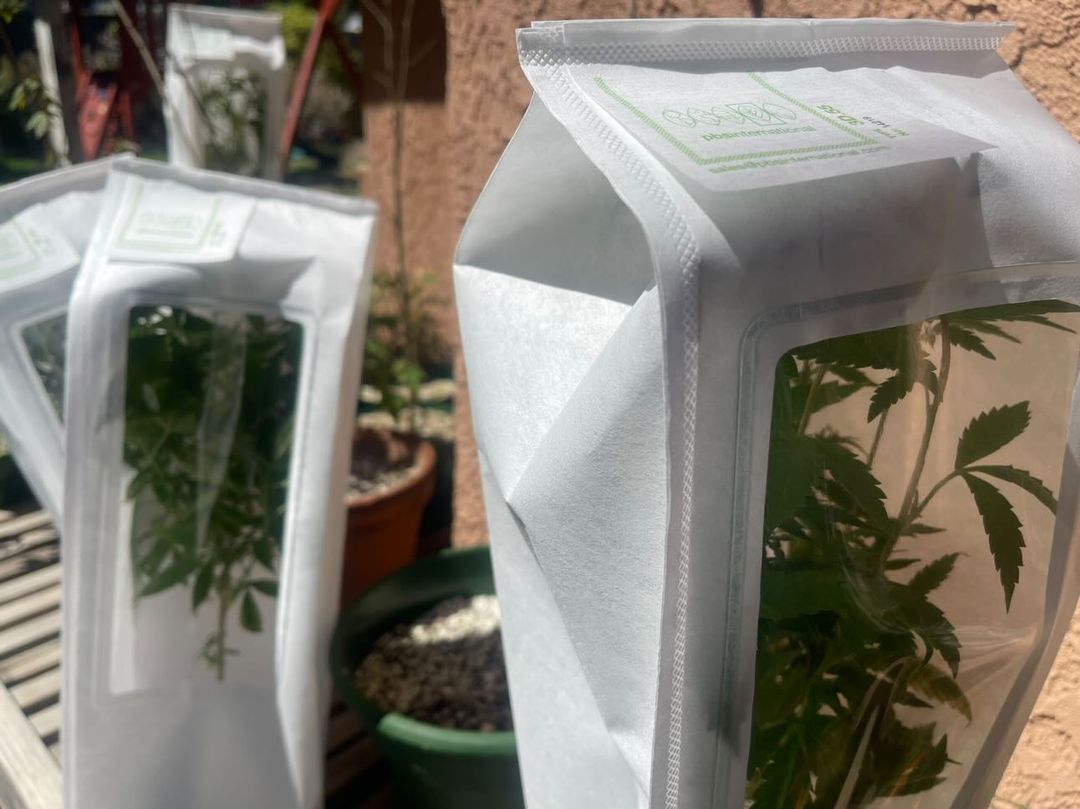 PBS International bags can help cannabis breeders manage pollination more easily and effectively.
